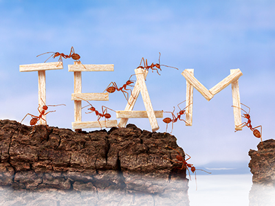 Foto der Team-Ameisen.