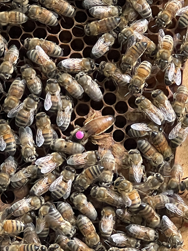 Foto der markierten Bienenkönigin