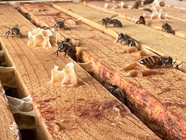 Foto der Bienen in Großaufnahme