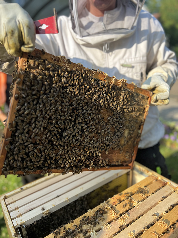 Foto einer sehr vollen Bienenwabe