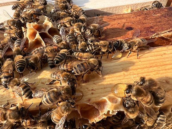 Foto der fleißigen Bienen in einer Großaufnahme