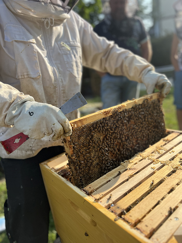 Foto vom Imker, der die Bienenwaben überprüft