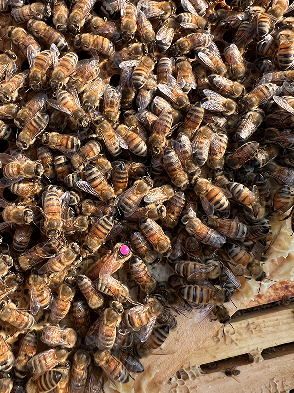 Foto der markierten Bienenkönigin