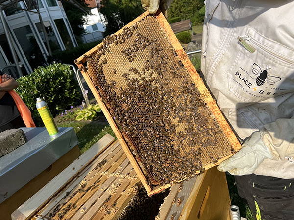 Foto vom Imker, der die Bienenwaben zeigt